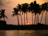 Palm Trees Silhouetted Against Sunset, Hikkaduwa, Southern, Sri Lanka