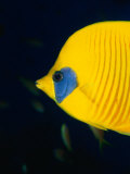Masked Butterflyfish at Alternatives Reef in the Red Sea, Suez, Egypt