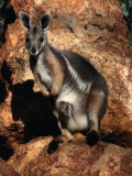 Yellow Footed Rock-Wallaby (Petrogale Xanthopus), Idalia National Park, Queensland, Australia