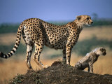 Mother Cheetah with Cub on Dirt Mound, Masai Mara National Reserve, Rift Valley, Kenya