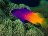 Buy Fairy Basslet (Gramma Loreto), South of Prince Rupert Bay, Portsmouth, Portsmouth, Dominica at AllPosters.com