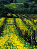 Buy Yellow Flowers in Vineyard, Spain at AllPosters.com