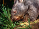 Buy Wombat (Family Vombatidae), Australia at AllPosters.com