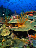 Buy Coral Plates, La Sorciere, Soufriere Bay, Soufriere, Dominica at AllPosters.com