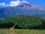 Lone Giraffe (Giraffa Camelopardalis) in Front of Mt. Meru, Mt. Meru, Arusha, Tanzania