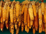 Drying Seed Corn,Francisco Morazan, Honduras