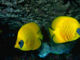 A Pair of Masked Butterflyfish (Chaetodon Semilarvatus), Red Sea, Egypt