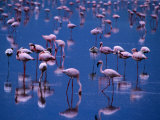 Buy Flamingoes Standing in Water of Lake Nakuru, Lake Nakuru National Park, Kenya at AllPosters.com