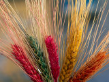 Tibetan Religious Offerings Made of Barley Wheat, Lhasa, Tibet, China