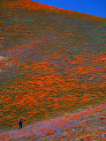 Buy A Photographer Surrounded by California Poppies in the Hills of Gorman, California, USA at AllPosters.com
