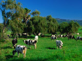 Dairy Cattle Grazing on Property Between Towns of Berry and Kiama, New South Wales, Australia