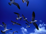 Flock of Franklin's Gulls (Larus Pixpican) in Flight, Costa Rica