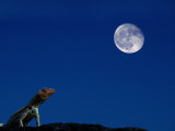 Lava Lizard (Tropidurus Sp.) Beneath a Full Moon, Galapagos, Ecuador