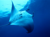 Underside of Manta Ray Between Batteaux Bay and Little Tobago Island, Trinidad & Tobago