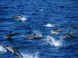 Buy Dolphins Keeping Pace with a Ship, Galapagos, Ecuador at AllPosters.com