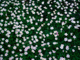 Buy Wood Anemones (Anemone Nemorosa) on Forest Floor, Sodersen National Park, Sweden at AllPosters.com