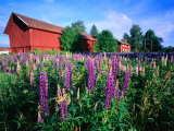 Buy Field of Flowering Lupins and Traditional Red Farm Building, Floda, Dalarna, Sweden at AllPosters.com