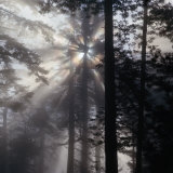 Buy Sunlight and Fog Through Redwood Trees on Mendocino Coast Near Navarro River, Mendocino, USA at AllPosters.com