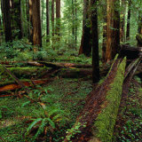 Redwood Trees, Ferns and Sorrell, Humboldt Redwoods State Park, USA