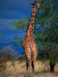 Reticulated Giraffe Eating from Tall Branch, Meru National Park, Eastern, Kenya