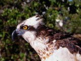 Osprey (Pandion Haliaetus) in Florida Keys, USA