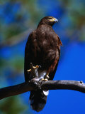 Harris Hawk (Parabuteo Unicintus), Perquin, El Salvador