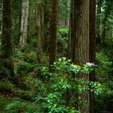 Rhododendron Bush in Front of Redwood Trees, Redwood National Park, USA