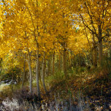 Buy Golden Aspen Trees Near Silver Lake, Sierra Nevada Mountains, Silver Lake, USA at AllPosters.com