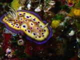Nudibranchs (Phyllidia Pustulosa) at Dreadlocks, Savusavu, Fiji