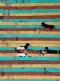 Goats Resting on the Tulsi Ghats, Varanasi, Uttar Pradesh, India