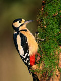 Male Great Spotted Woodpecker (Dendrocopos Major), United Kingdom