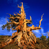 Gnarled Roots and Trunk of Bristlecone Pine, White Mountains National Park, USA