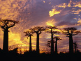 Giant Baobabs (Adansonia Grandidieri), Toliara, Madagascar