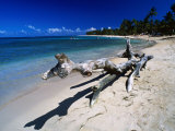 A Large Piece of Driftwood on the Idyllic Tropical Beach at Las Terrenas,Dominican Republic