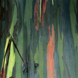 Detail of Eucalyptus Tree Bark, Haleakala National Park, Maui, Hawaii, USA