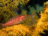 Longnosed-Hawkfish (Oxycirrites Typus), Solomon Islands