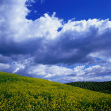 Buy Clouds Over Yellow Mustard Crops and Vineyard, Napa Valley, USA at AllPosters.com