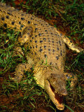 Crocodile, Australia