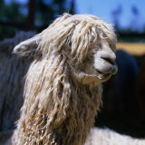 Buy The White Huacaya Alpaca, Arequipa, Peru at AllPosters.com