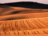 Buy Harvested Wheat Fields, Palouse Region, Palouse, USA at AllPosters.com