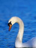 Mute Swan or White Swan (Cygnus Olor), United Kingdom