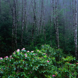 Rhododendren and Western Hemlock Forest in the Del Norte Region, Redwood Nat. Park, California, USA