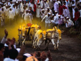 Bullock Cart Races at Pune Festival Pune, Maharashtra, India