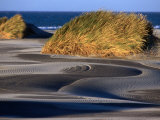 Sand Dune Flora at Farewell Spit on Golden Bay, Nelson, New Zealand