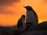 Buy Gentoo Penguins Silhouetted at Sunset on Petermann Island, Antarctic Peninsula at AllPosters.com