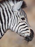 Buy Burchell's Zebra, Etosha National Park, Namibia at AllPosters.com