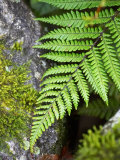 Ferns near Lake Moeraki, West Coast, South Island, New Zealand