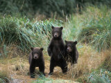 Buy Brown Bear and Three Spring Cubs in Katmai National Park, Alaskan Peninsula, USA at AllPosters.com