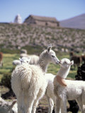Mother and Baby Alpaca with Catholic Church in the Distance, Village of Mauque, Chile