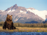Brown Bear with Salmon Catch, Katmai National Park, Alaskan Peninsula, USA